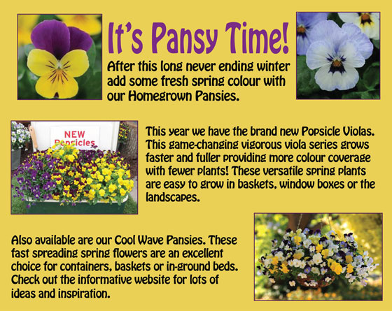 Pansy-time