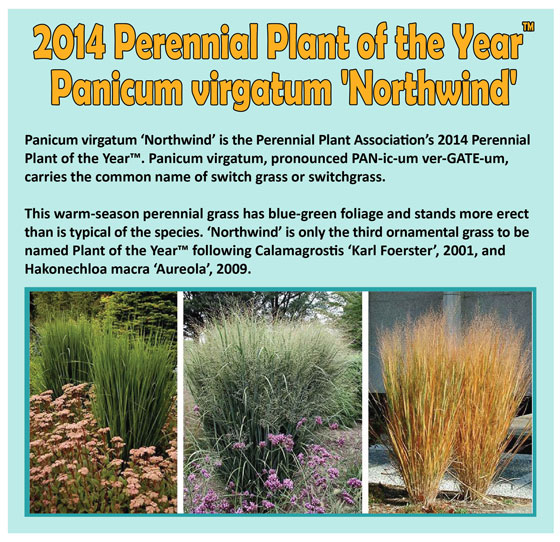 Perennial-Plant-of-the-Year